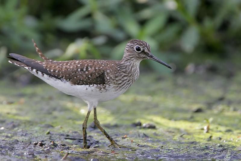 Solitary Sandpiper