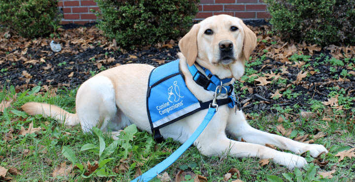 Home for Families Canine Companions Facility Dog Tatum, who helps support our Columbus families experiencing housing instability, sits outside at the office of Home for Families.