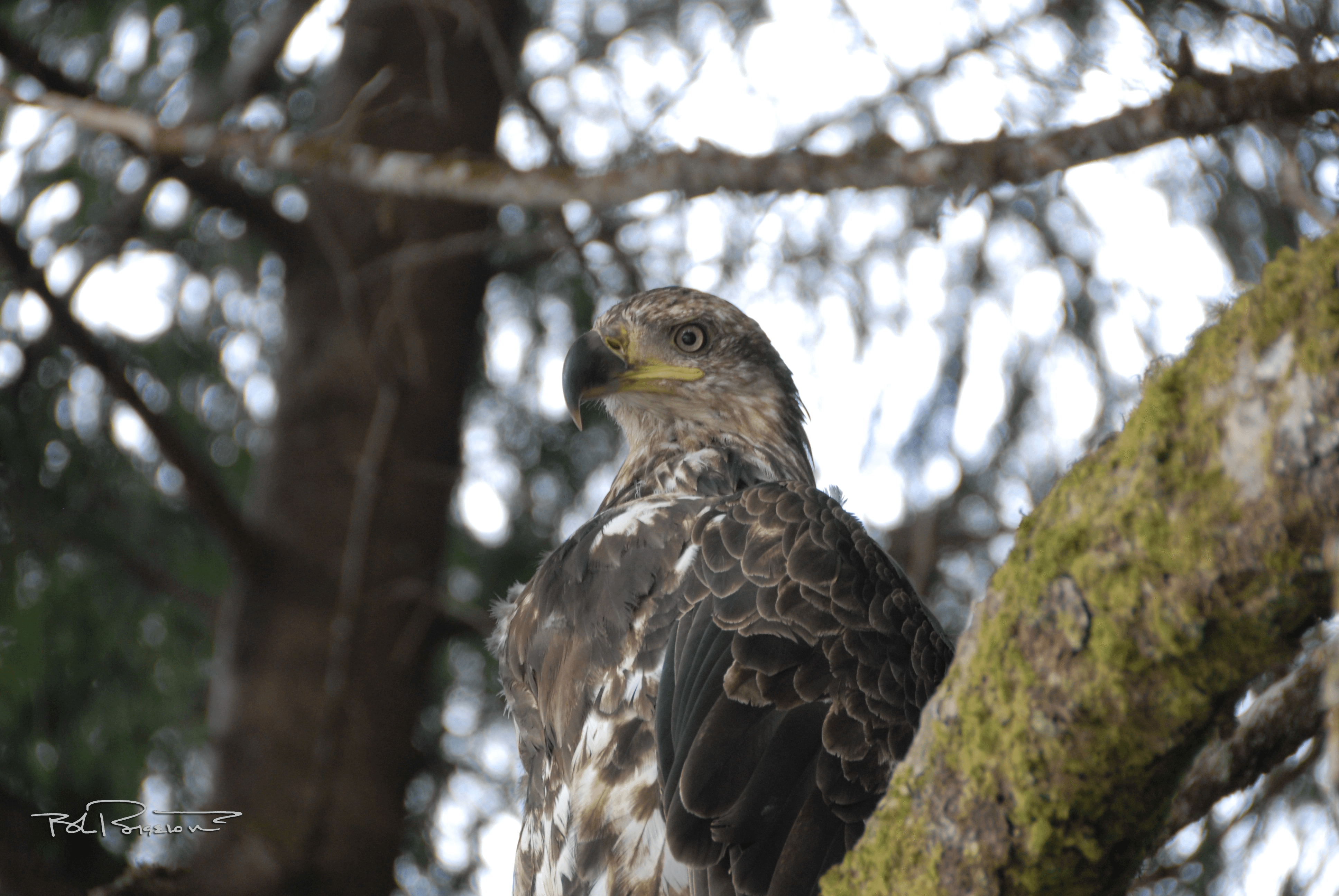 Immature Eagle Breast