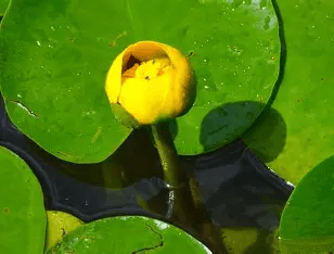 Aquatic Invasive Species Newsletter July 2025