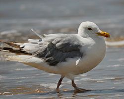 Herring Gull