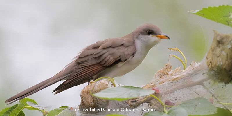 Yellow-billed Cuckoo