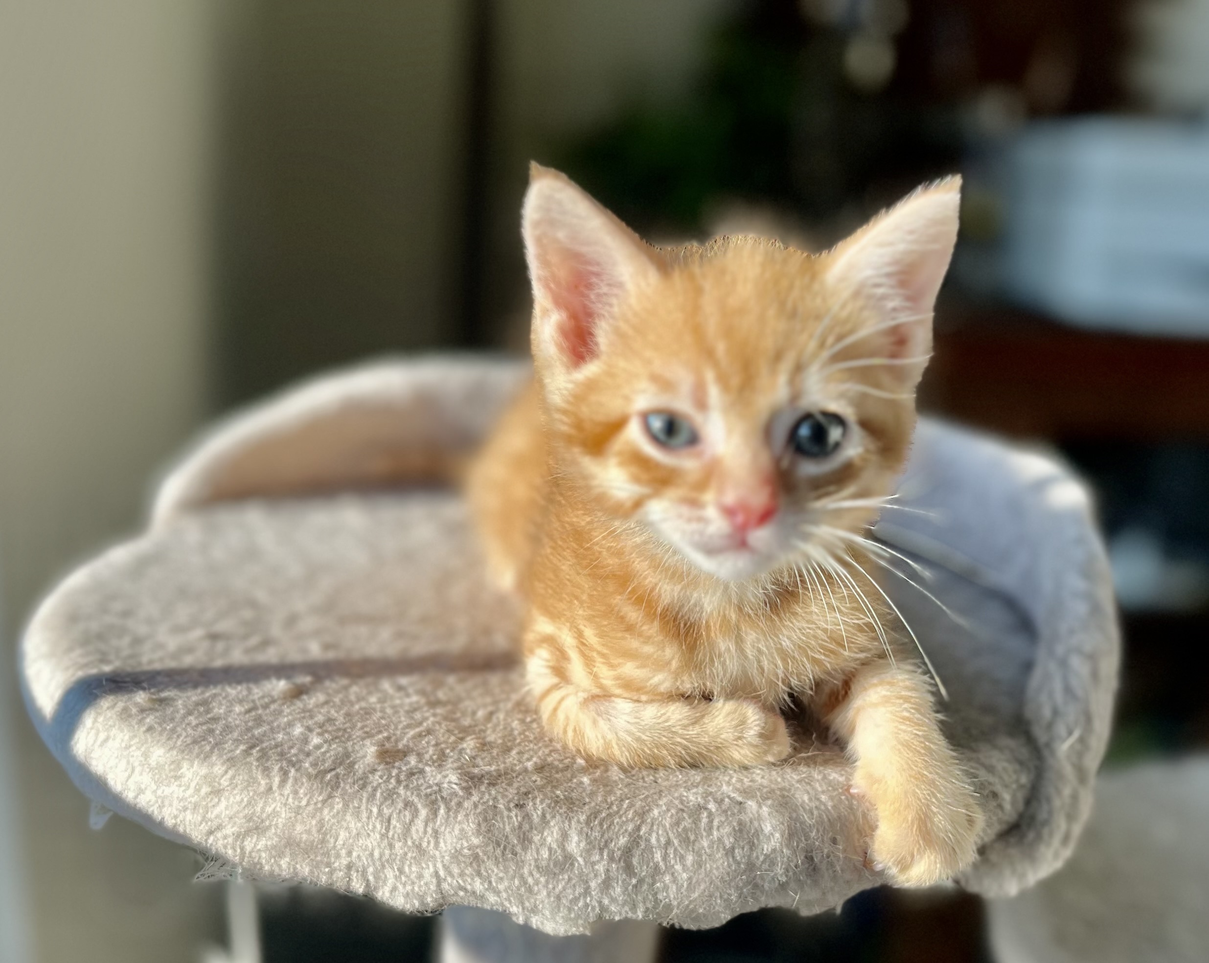 Buttercup - ADOPTION PENDING