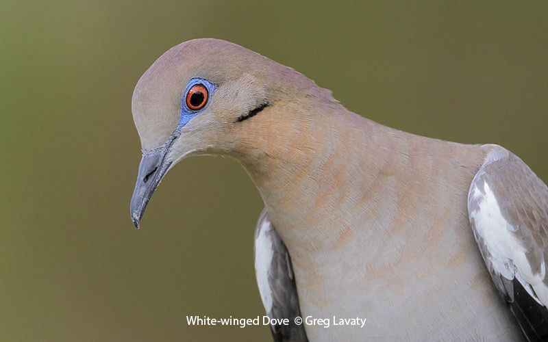 White-winged Dove