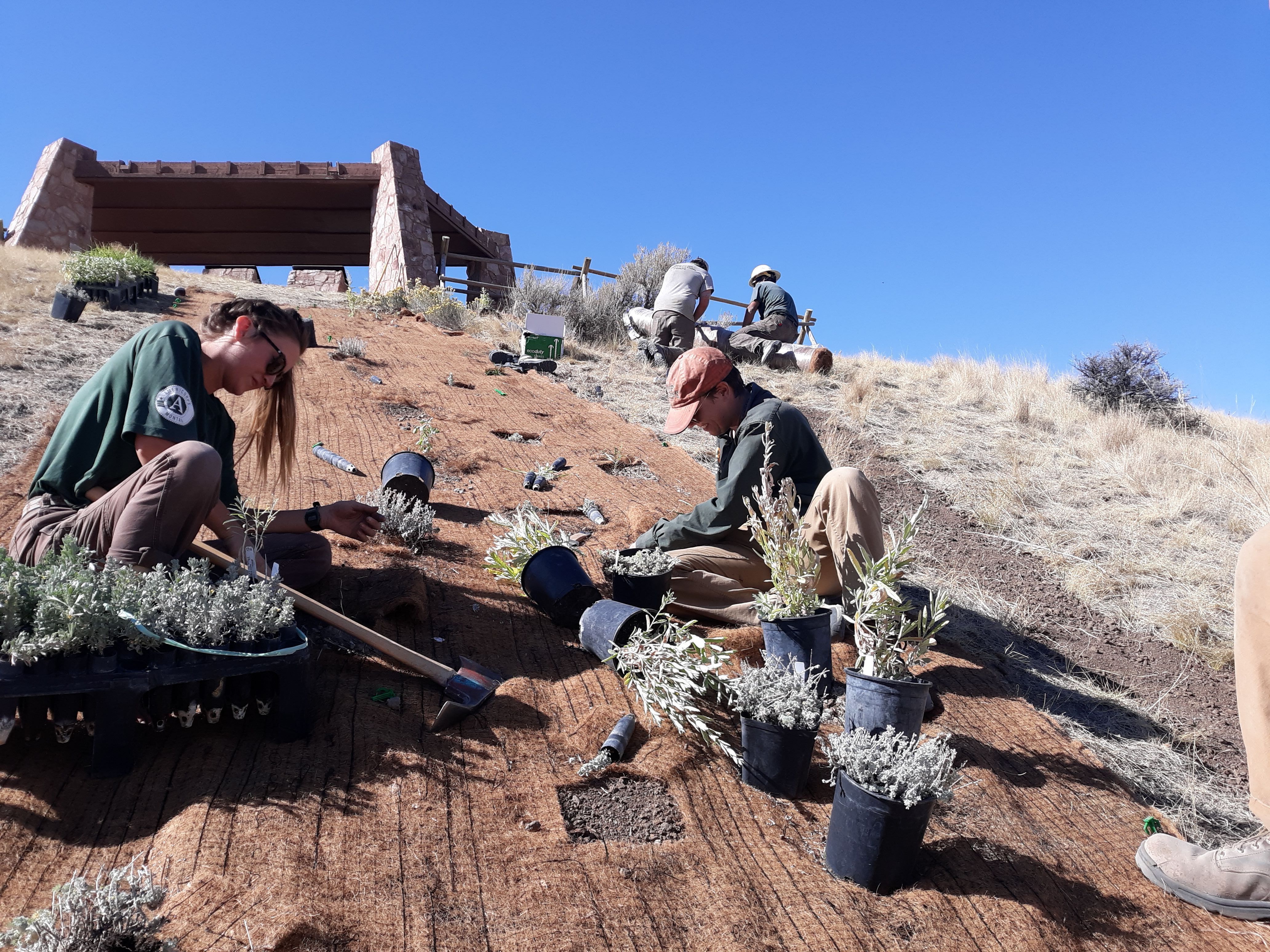 A crew plants sage brush on the side of a hill