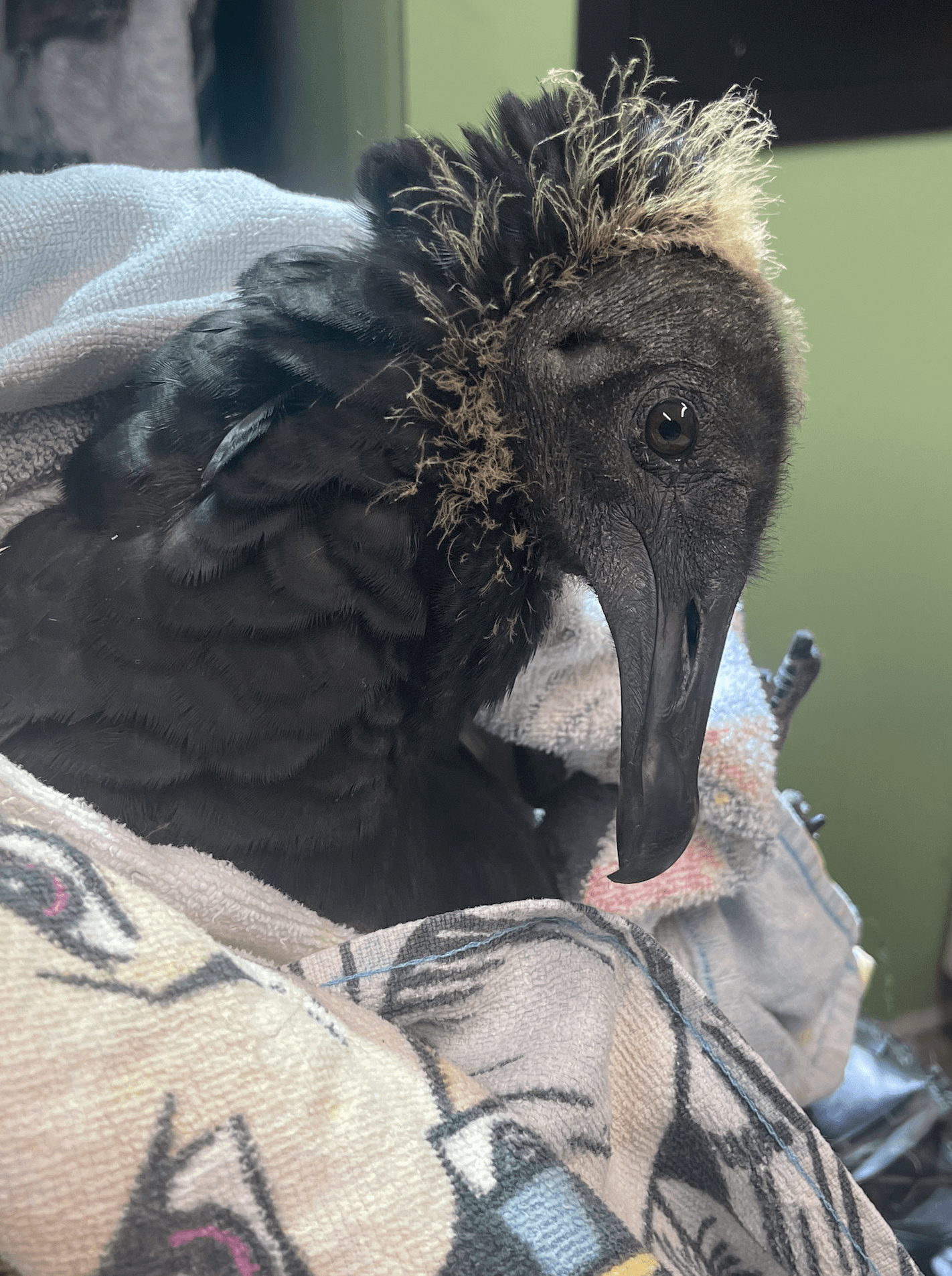 Black vulture juvenile stares sideways at camera. Owl Moon