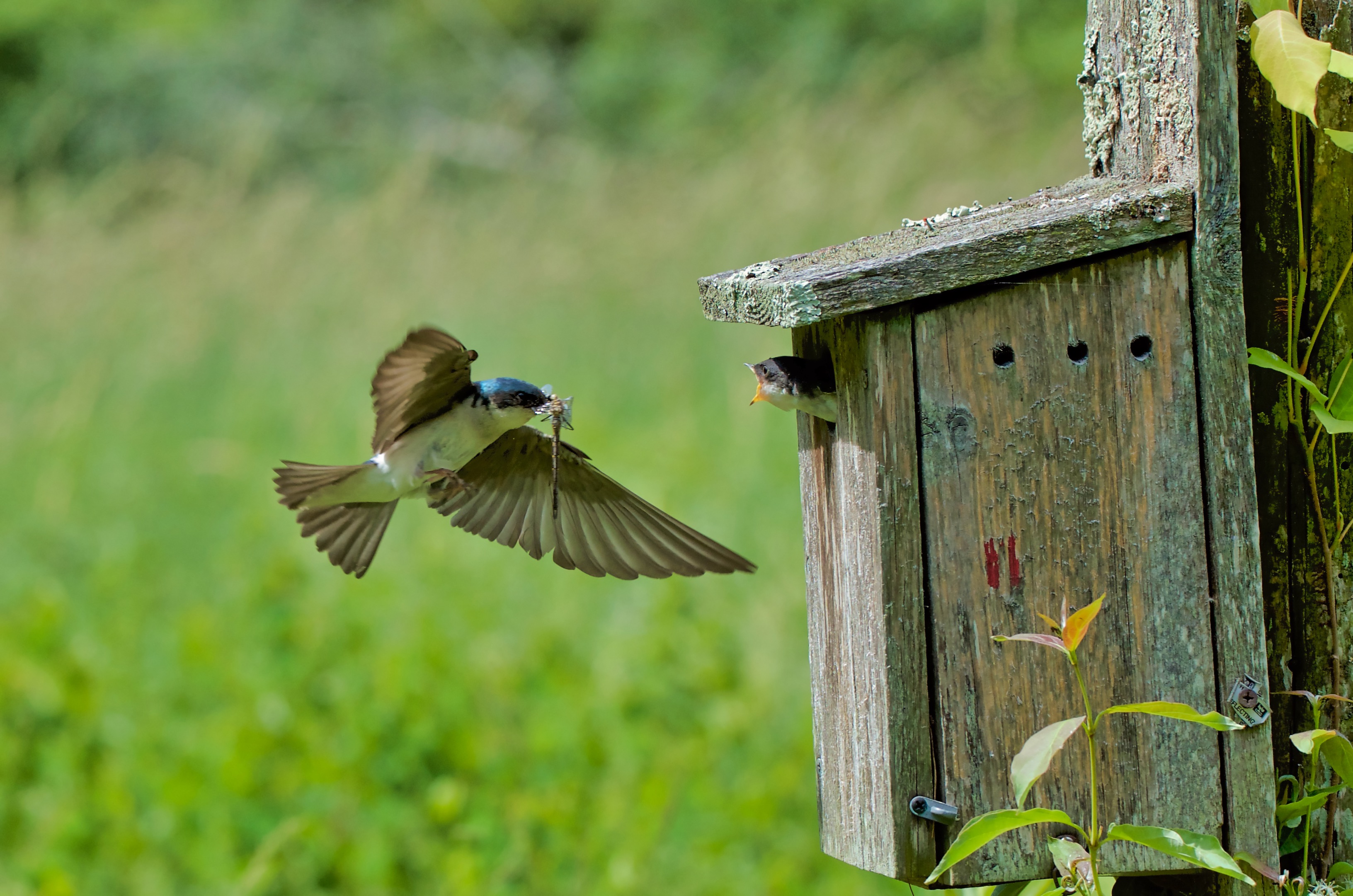 2018 Photo Contest Winners | Audubon Society of Rhode Island