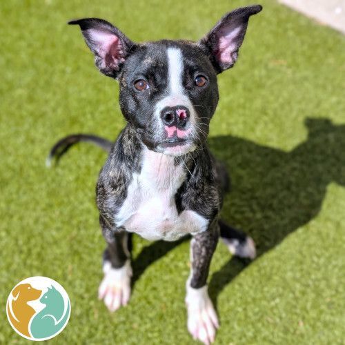 ELSIE- ADOPTED 3/28!