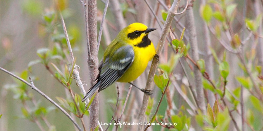 Lawrence's Warbler