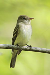 Acadian Flycatcher