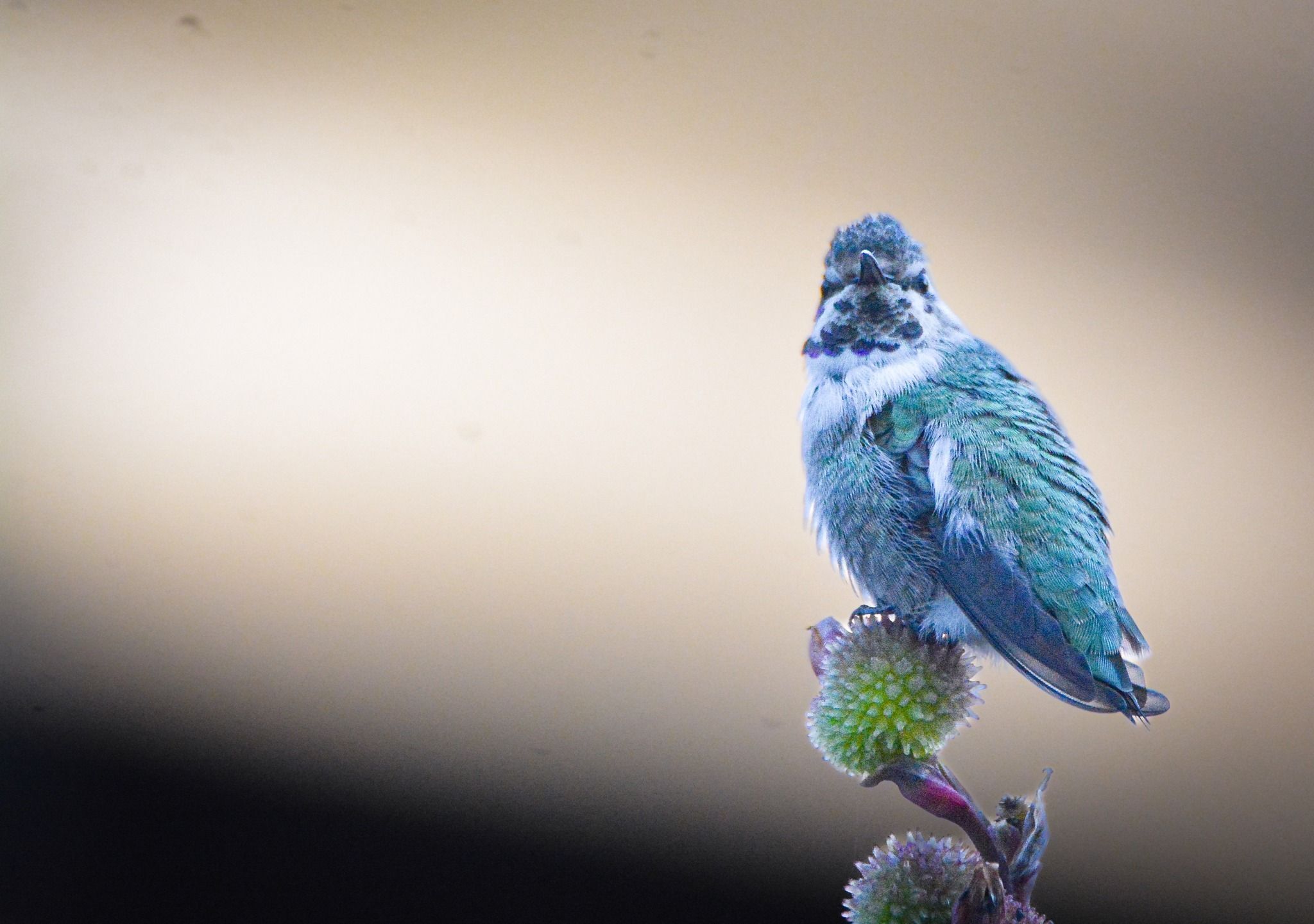 baldwin wildlife center in summer