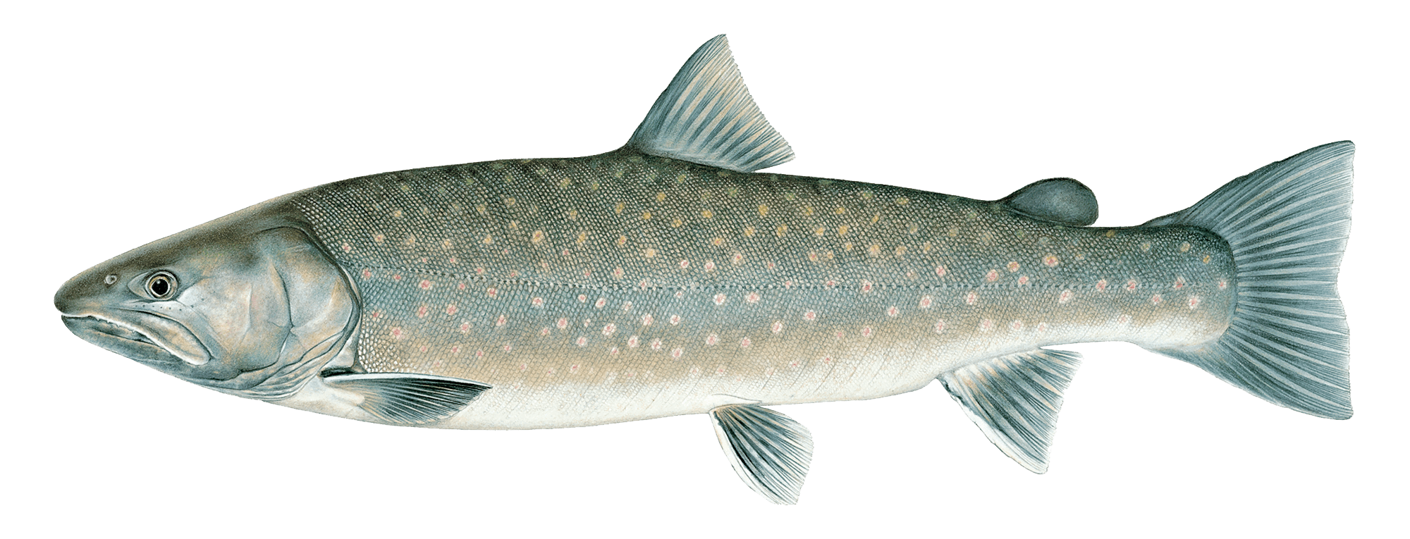 Lake Trout