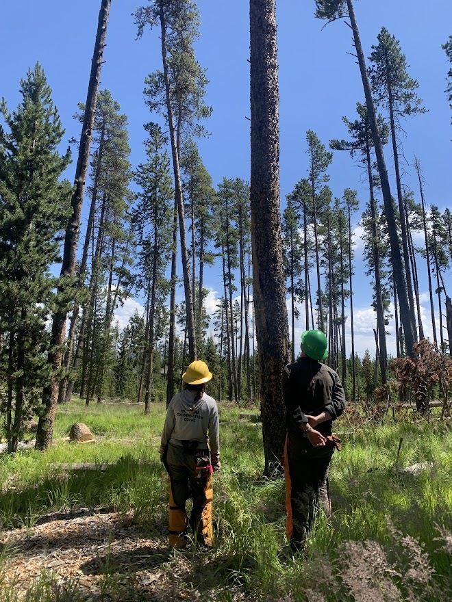 A field crew member and MCC staff member Clint stand near a tree, prepping to start felling it.