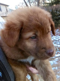 Kendale - ADOPTED