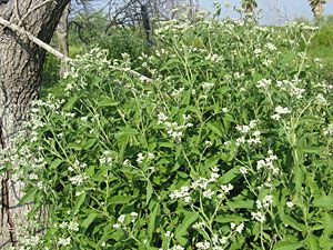 Late-flowering Boneset