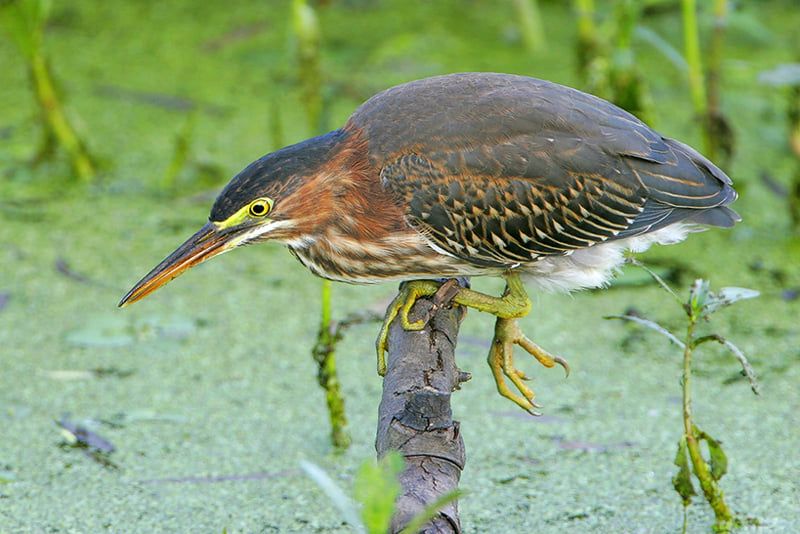 Least Bittern Vs Green Heron