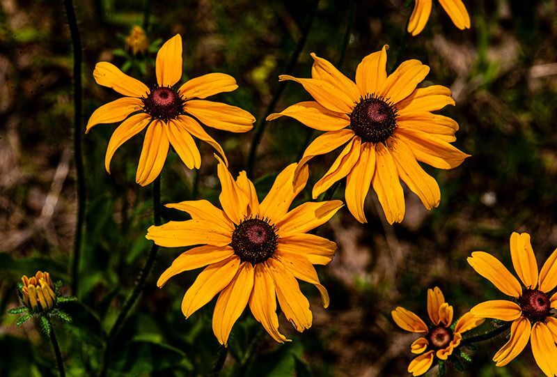 Black-eyed Susan