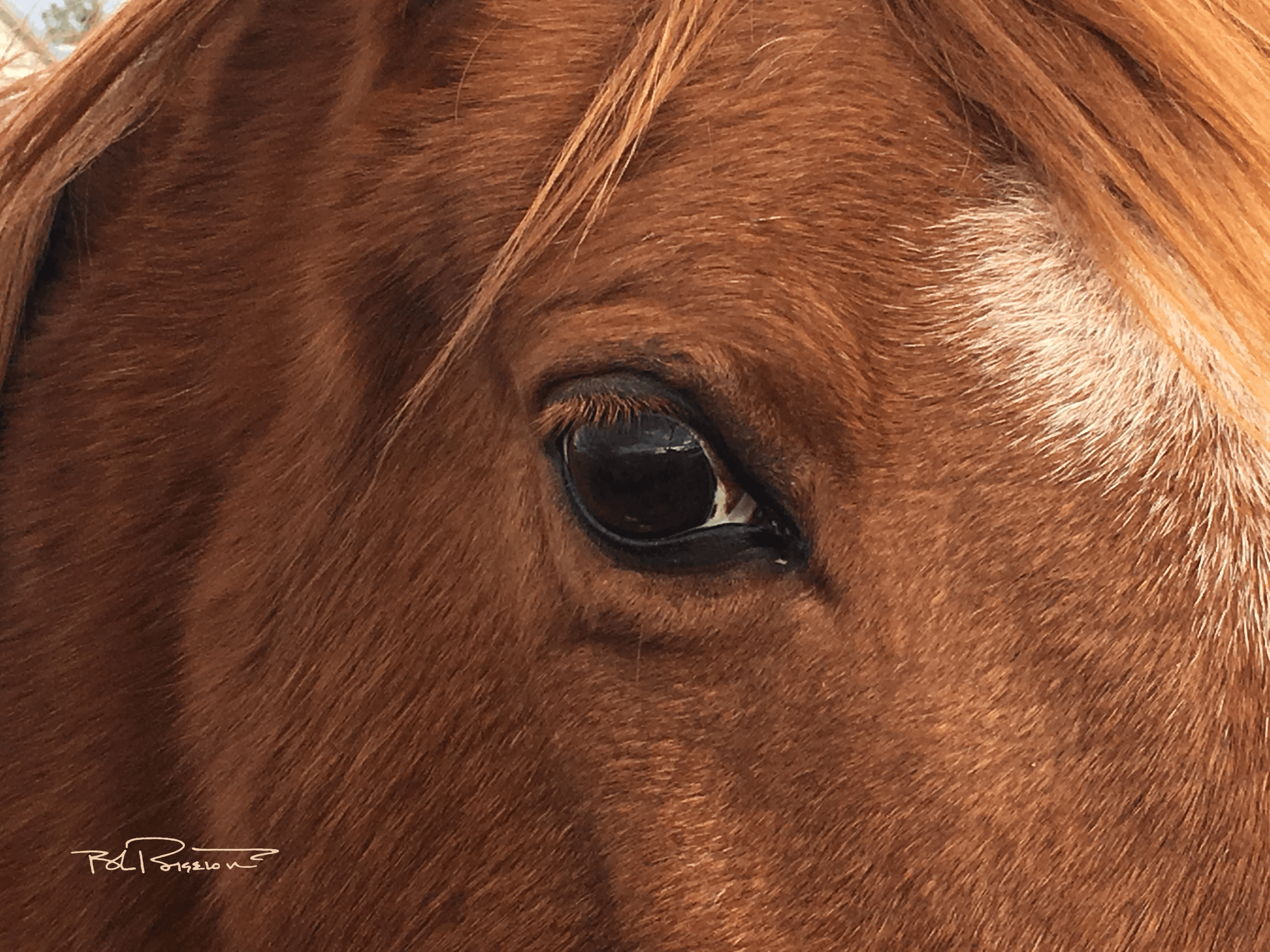 Pony Eye 2