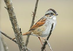 Beak of the Week: Swamp Sparrow