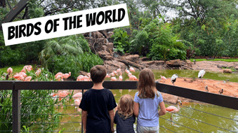 Houston Zoo Aviary