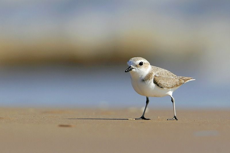 Snowy Plover