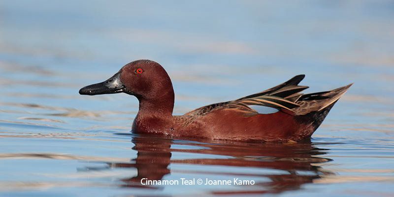 Cinnamon Teal