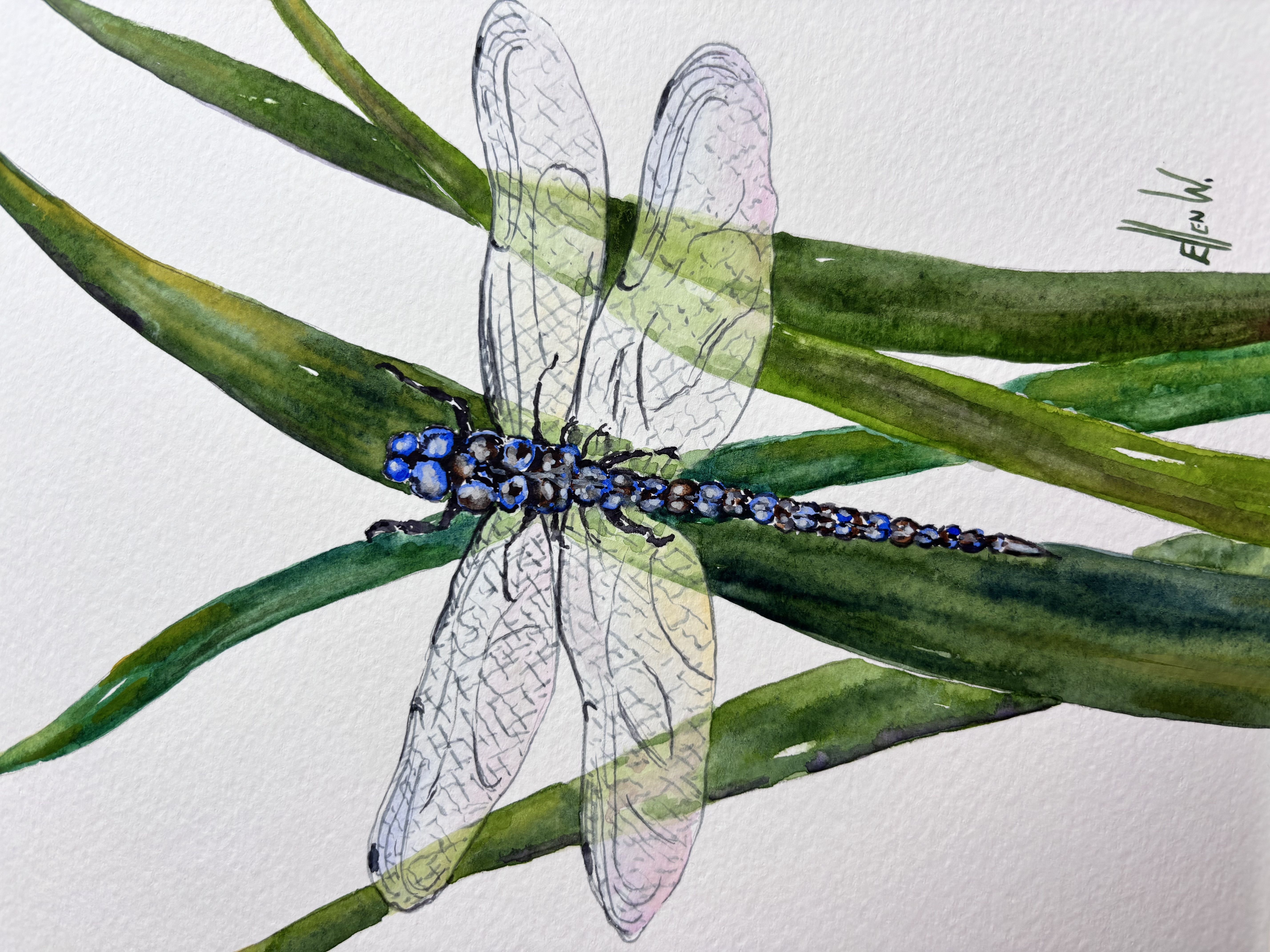 A beautiful blue and brown dragon fly resting on thin, long leaves.