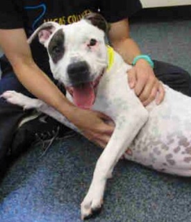 Freckles - ADOPTED