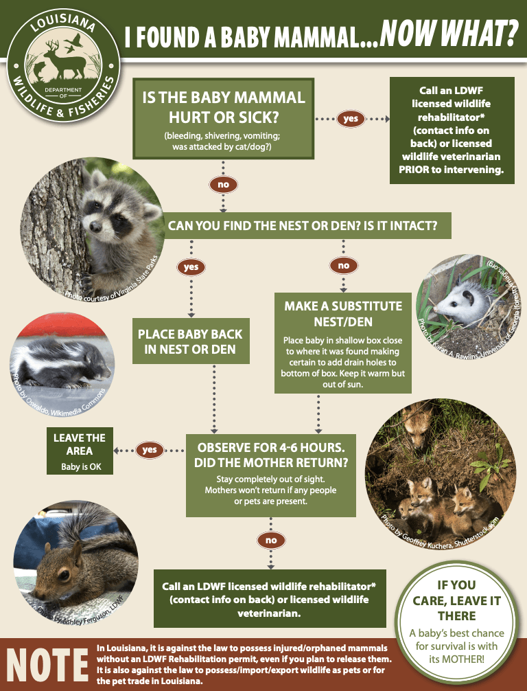 I Found A Baby Mammal… Now What (PDF)