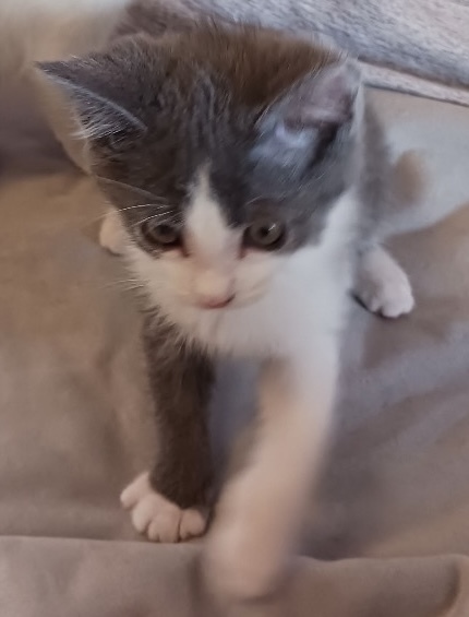 Maisey - ADOPTION PENDING