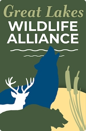 Friends Of The Wisconsin Wolf & Wildlife