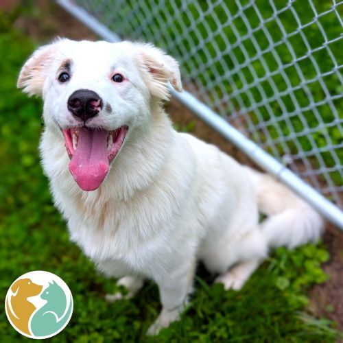 KOLT- ADOPTION PENDING!!