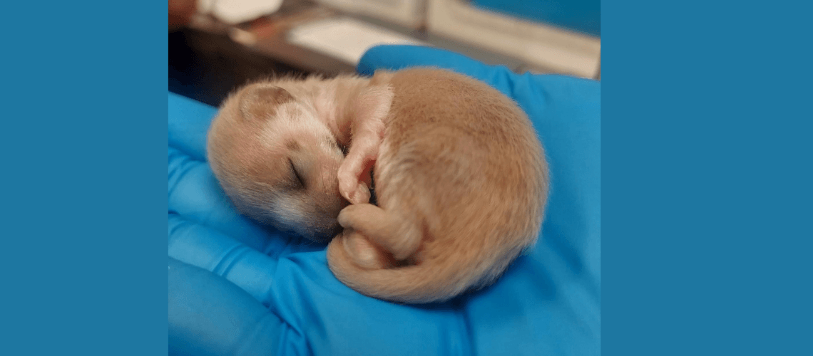 SPCA Rescues Baby Weasel