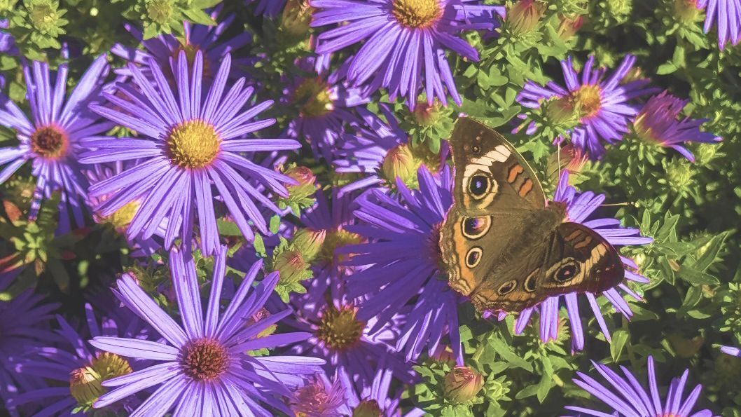 The Cove Creek Club Native Garden Tour
