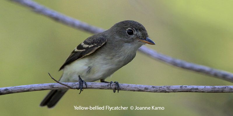 Yellow-bellied Flycatcher