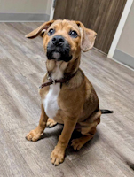 Oliver - ADOPTED