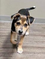 Odin - ADOPTED