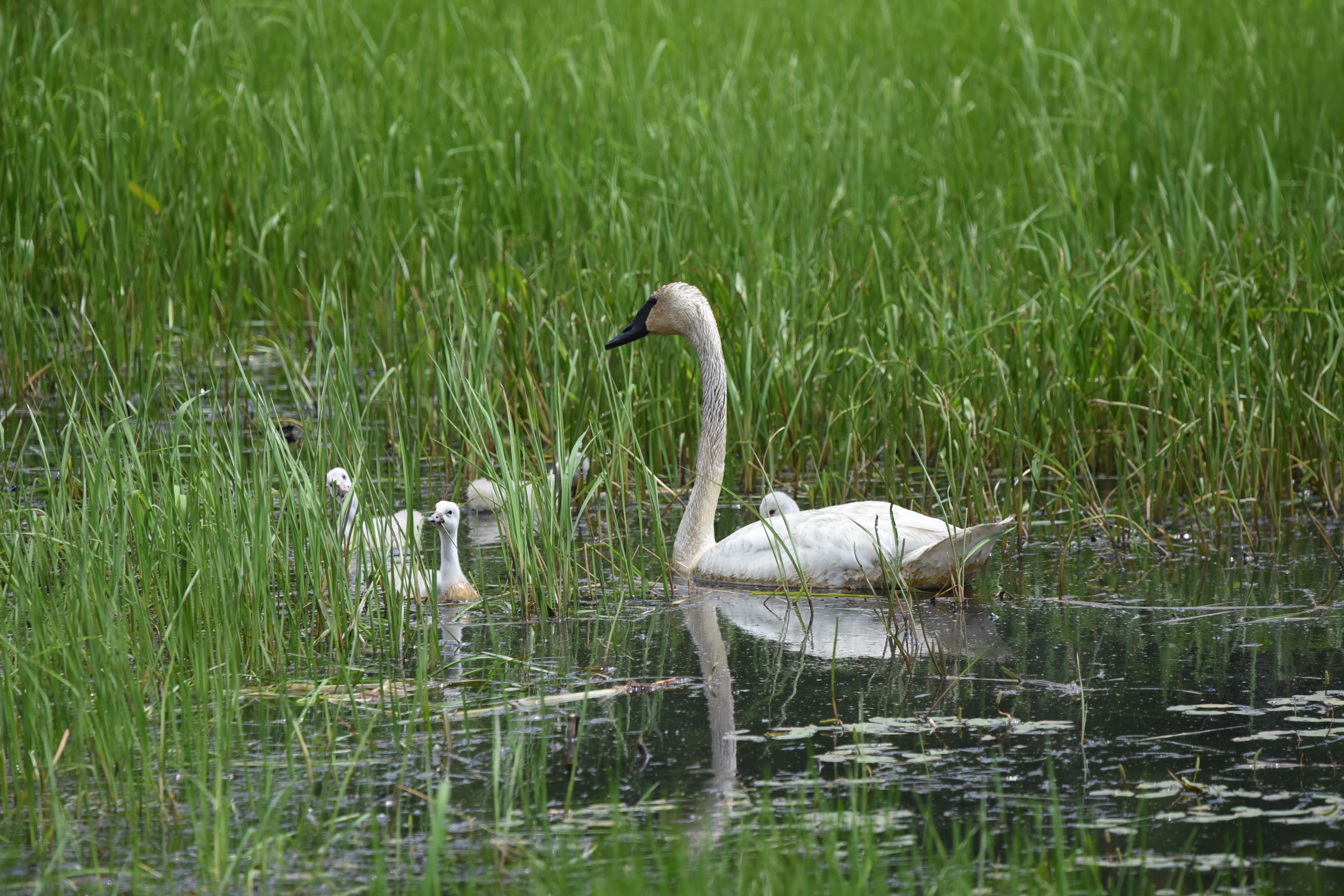 Protect Swan Habitat