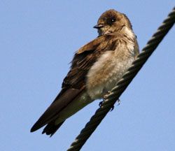 Northern Rough-winged Swallow