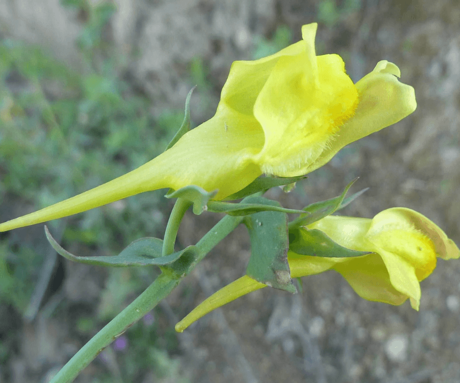 Dalmatian Toadflax