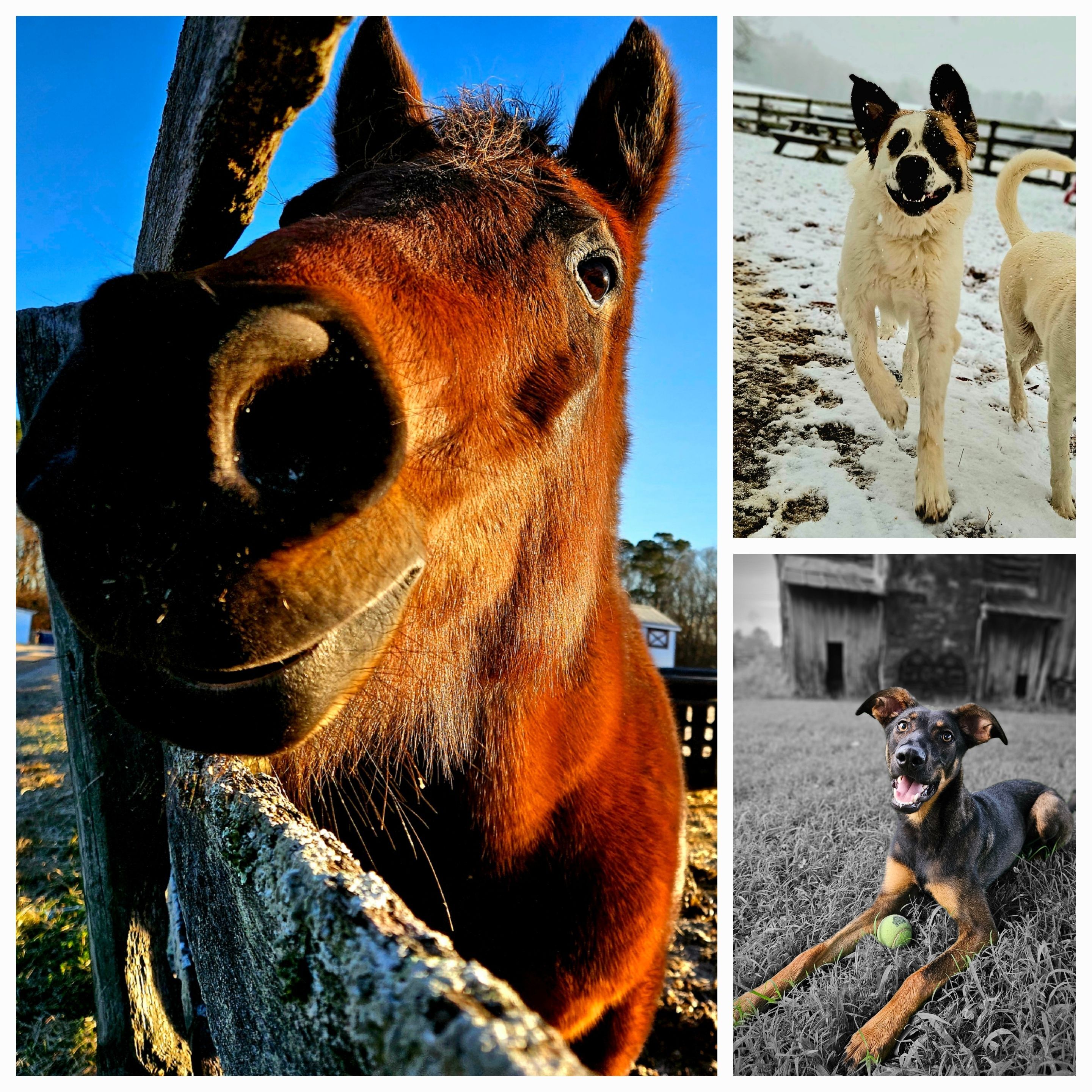 2025 New Rescues, Thank You