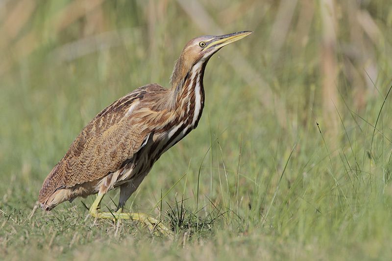 American Bittern