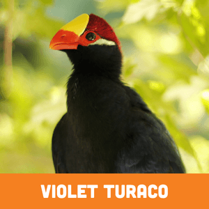 violet turaco