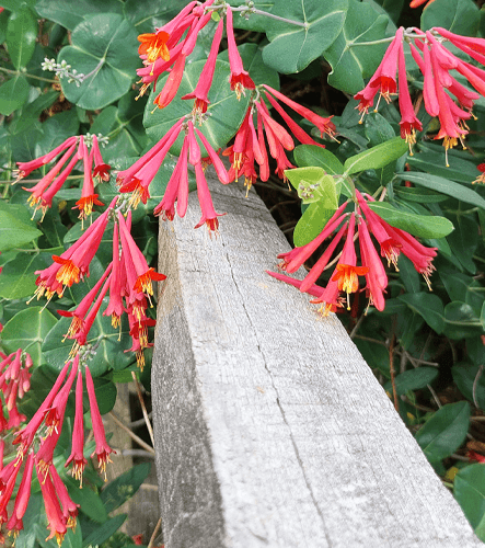Fall Native Plant Sale