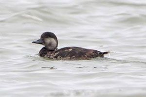 Beak of the Week: Black Scoter