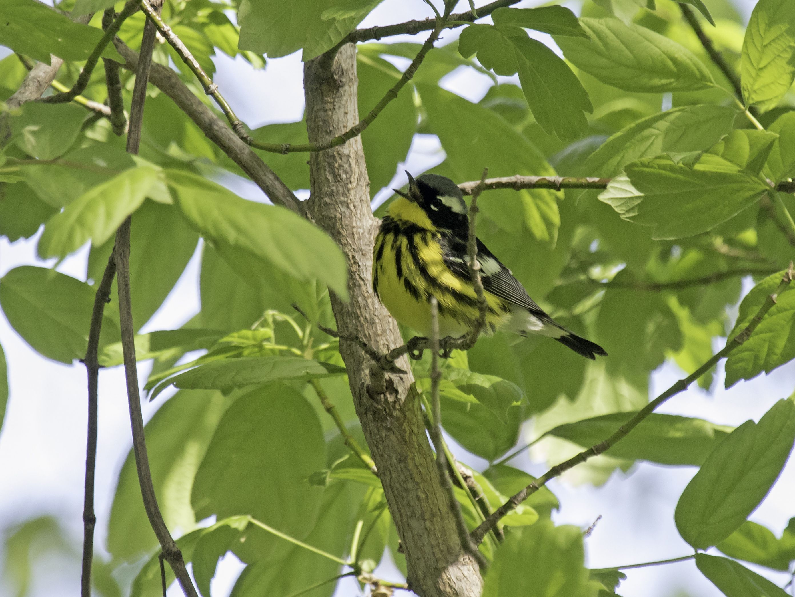 Migration, then breeding: birds to look and listen for in May and June