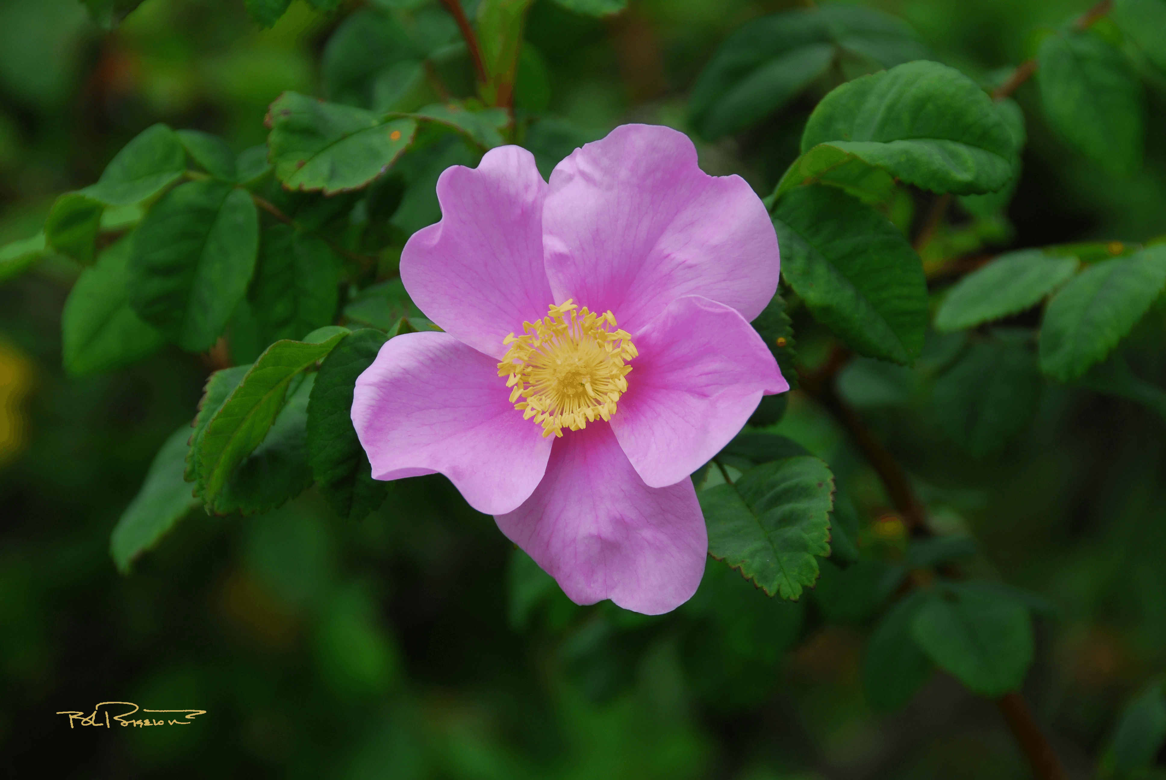 Alaska Wild Rose 2