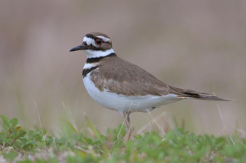 Killdeer