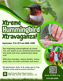 Xtreme Hummingbird Xtravaganza