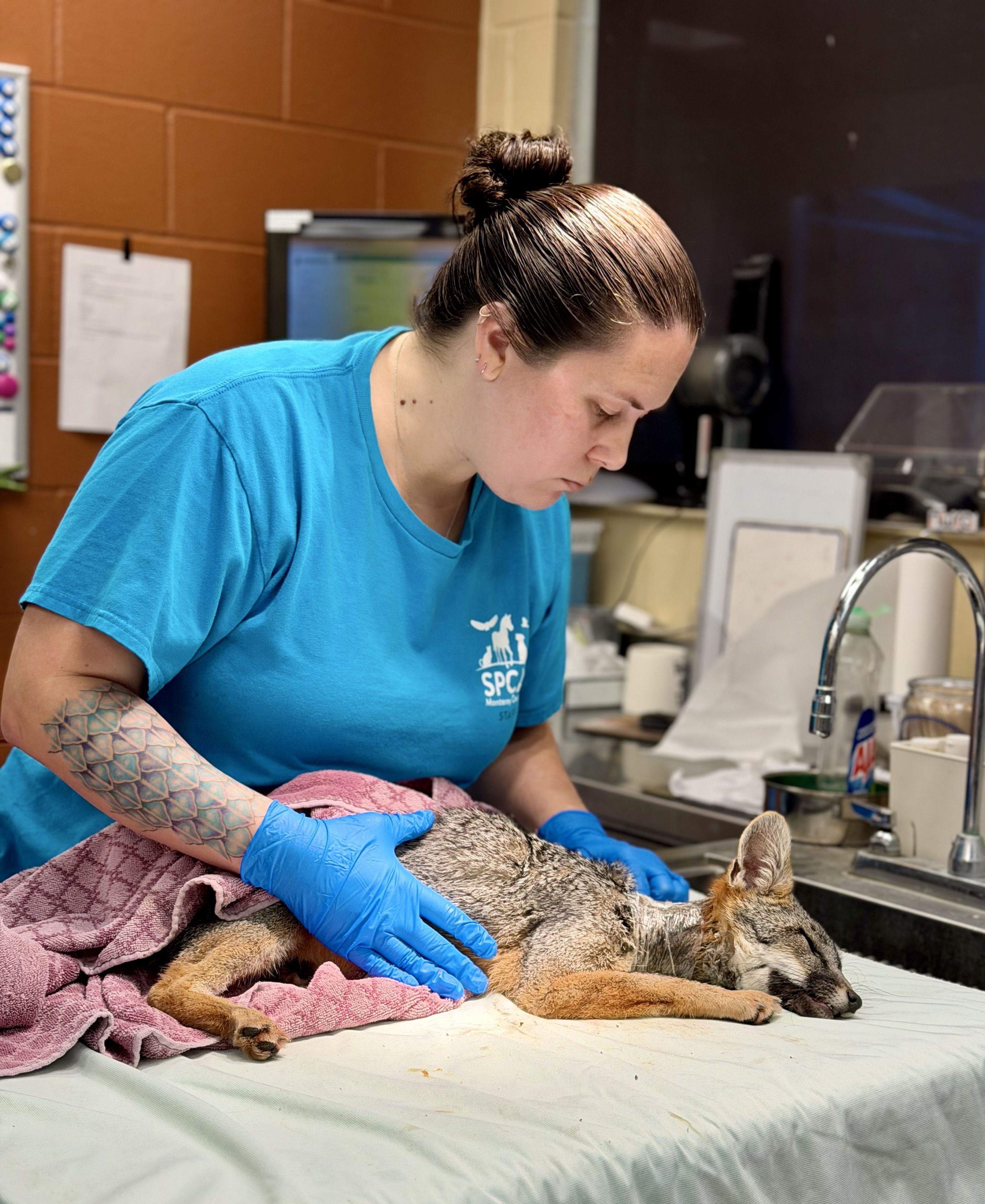 Rescued Fox Recovering at SPCA